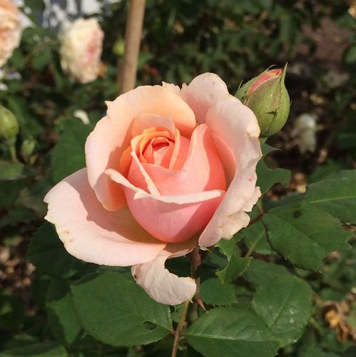 Rosa  Paul Bocuse™ - růžová - Stromkové růže, květy kvetou ve skupinkách - stromková růže s keřovitým tvarem koruny